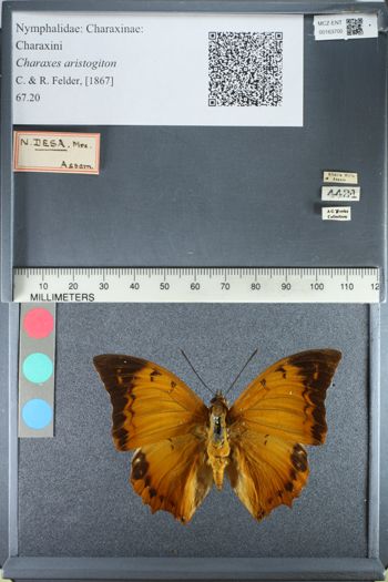 Media type: image;   Entomology 163700